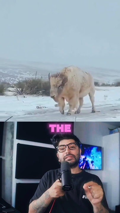 The rarest white buffalo. #Shorts