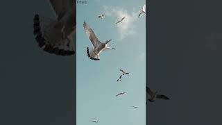 Aşk Alfabesi - Yeşim [Nostaljik Şarkılar]  #AşkŞarkıları  #ÖlmeyenŞarkılar ❤️