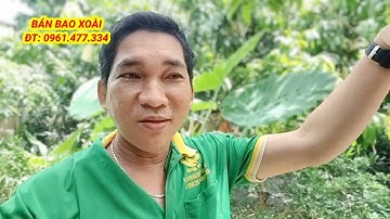 Giá xoài đài loan hôm nay 29/8/2025
