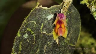 Miniature Orchid from Ecuador
