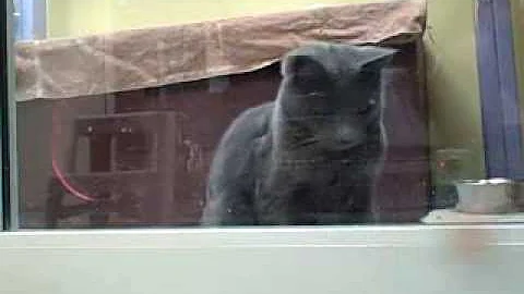 Watch the video about ADOPTED * Russian Blue mix cats, Teddy & Panda