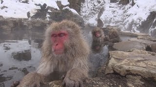 【帯付き】まけるな！モズちゃん 地獄谷のサルと友だちになって20年 sddefault.jpg