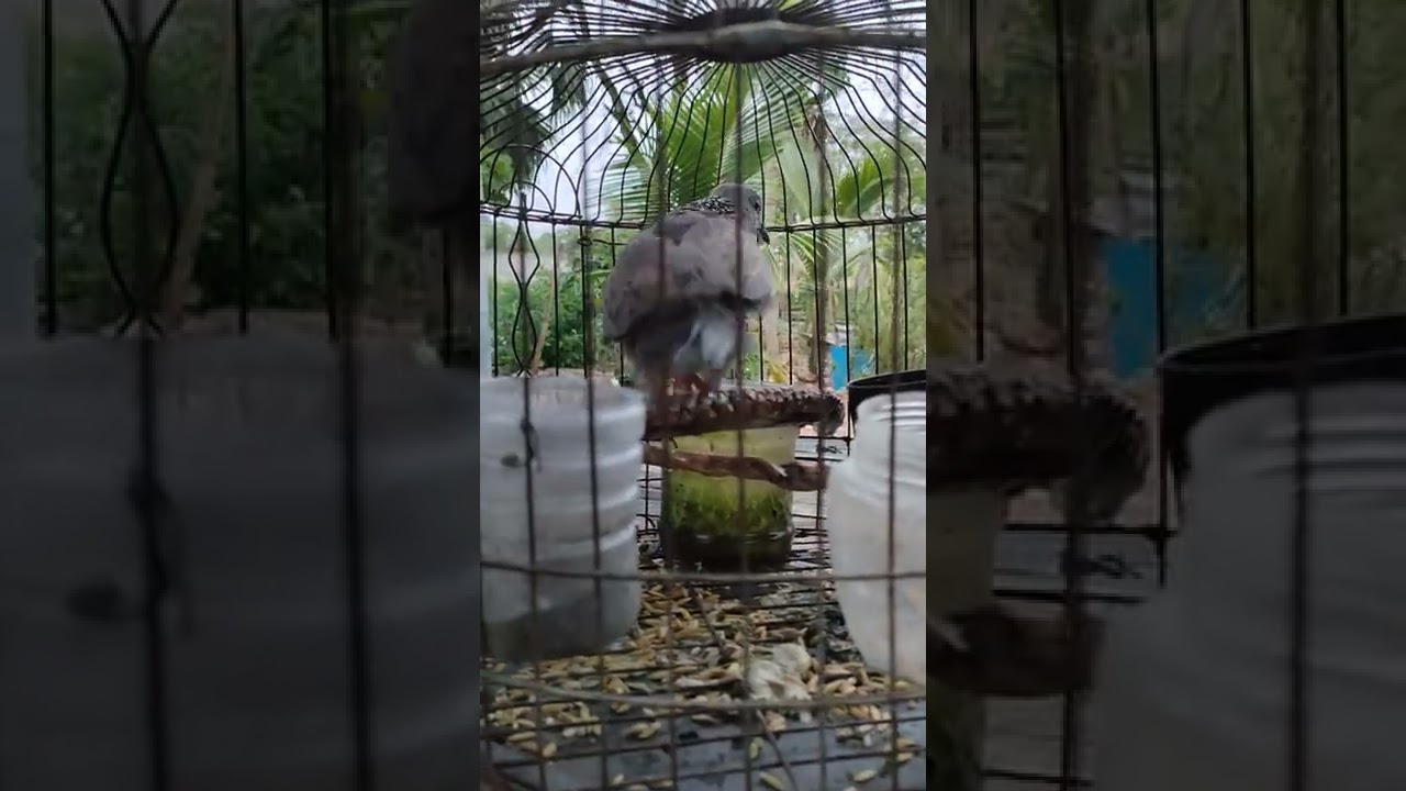 bird khmer | trip bird 🐦