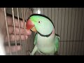King Max \wonderful \cute \sweet \king \dreams\parrots \amazing \beautiful magical \amazing