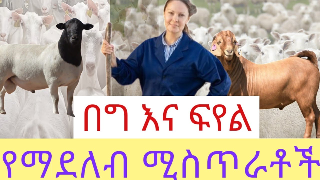 ምን ያዋጣል? | በግ እና ፍየል ገዝቶ የማደለብ ስራ  ሚስጥራቶች።
