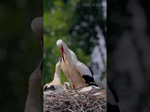 Аист: Домовитая птица 😉 #природа #животные #аист