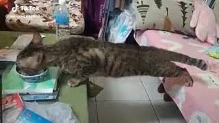 Tik Tok Divertenti 2