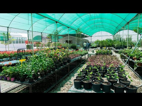 زيارتي لاحد المشاتل الزراعية بالمدينة المنورة