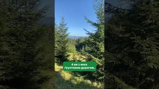 Ділянка оточена лісом, з водою та смереками на ділянці. Кривопілля 112 соток