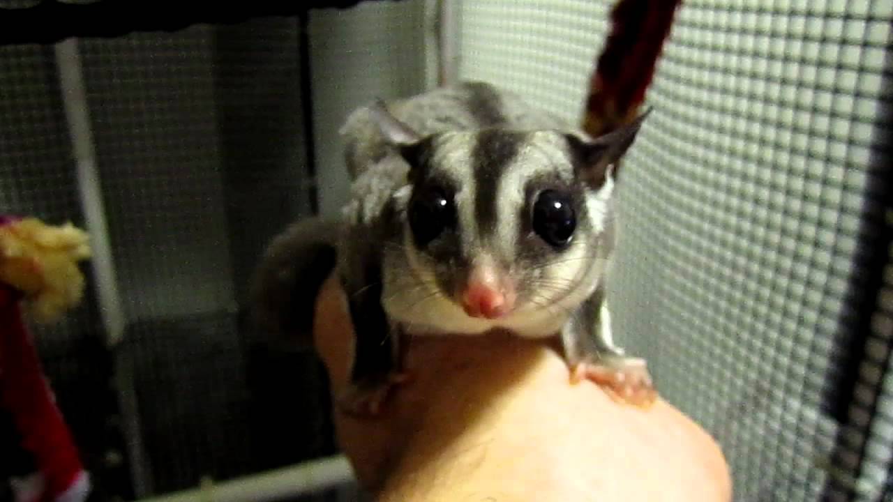 Our sugar glider Nala grooming me YouTube