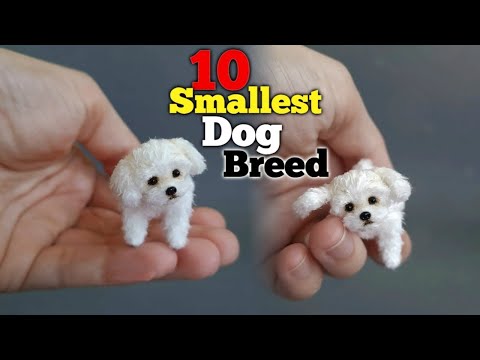 فيديو: 10 من أفضل سلالات الكلاب الصغيرة للعائلات