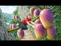 Harvest A lot of Giant Taiwanese Mango And Sell at the Local Market | Hà Rural Life