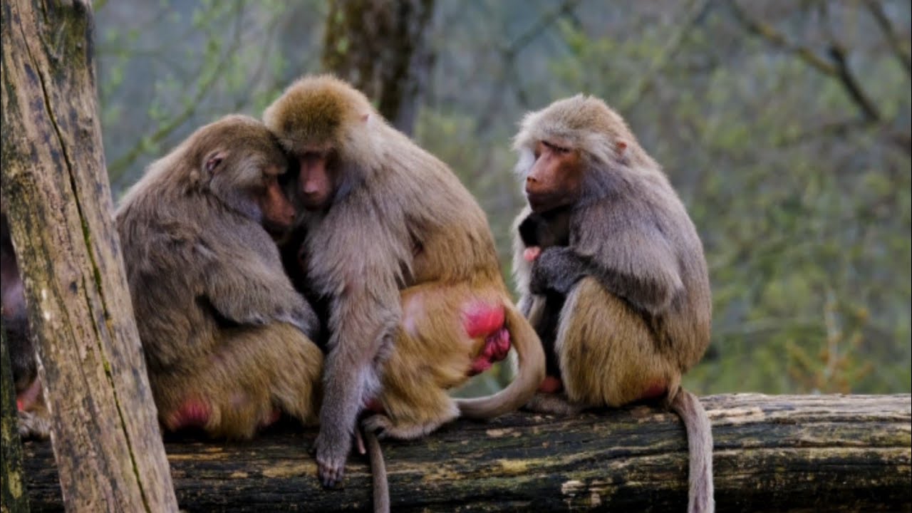 Mother Monkey and Her Naughty Baby | Cute Baby Monkey Milk Feeding & Playful Moments 2026