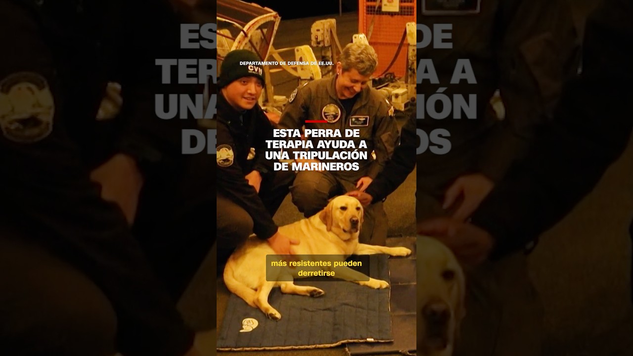 Esta perra de terapia ayuda a una tripulación de marineros