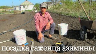 видео: Как посадить саженец азимины. картинка: Как посадить саженец азимины.