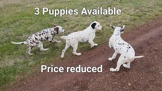 3 Dalmatian Puppies available. Price reduced. by Adam Booth 4,911 views 10 months ago 1 minute, 1 second