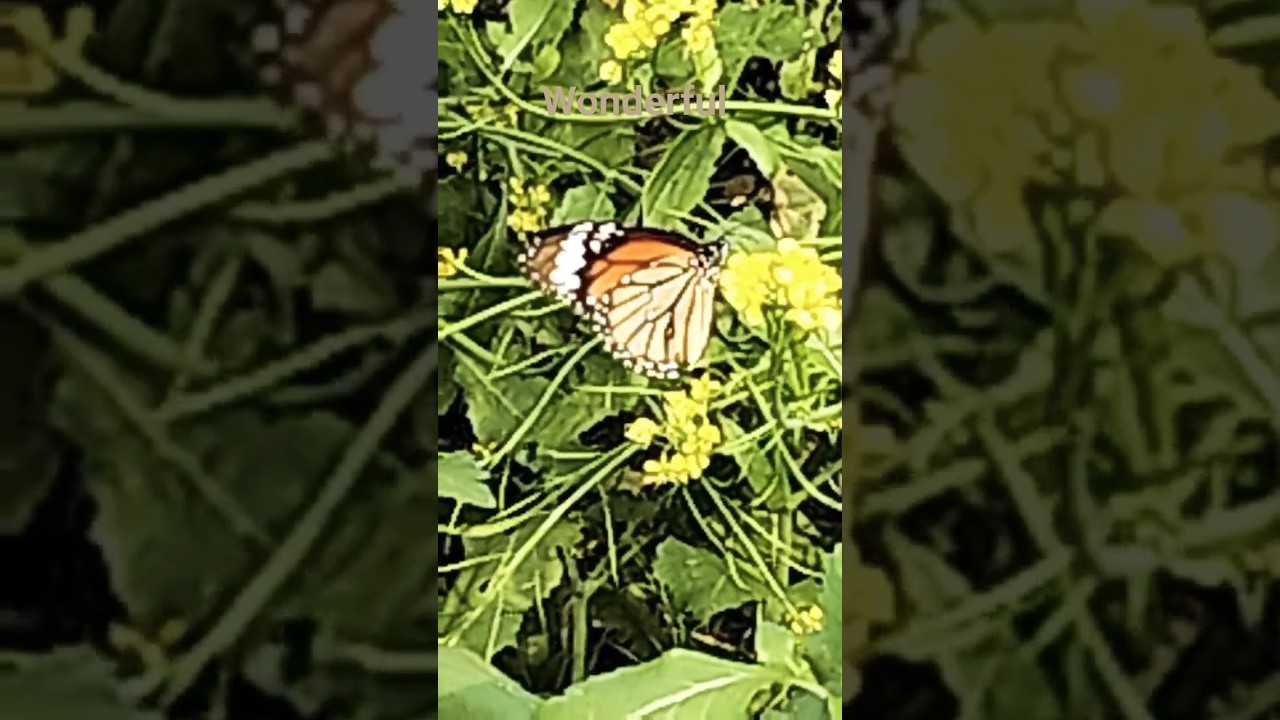 Beautiful Butterfly 🦋🦋🦋