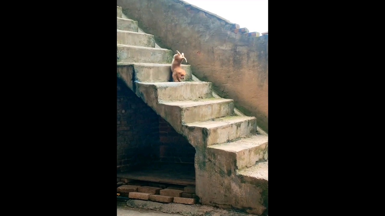 Puppies Falling from Stairs - Funny Animals Video