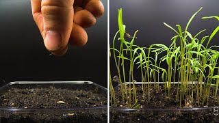 Growing Fennel Microgreens Time Lapse