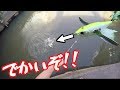 【衝撃のラスト40秒】霞ヶ浦を「ダッジ」だけで遊んだ結果