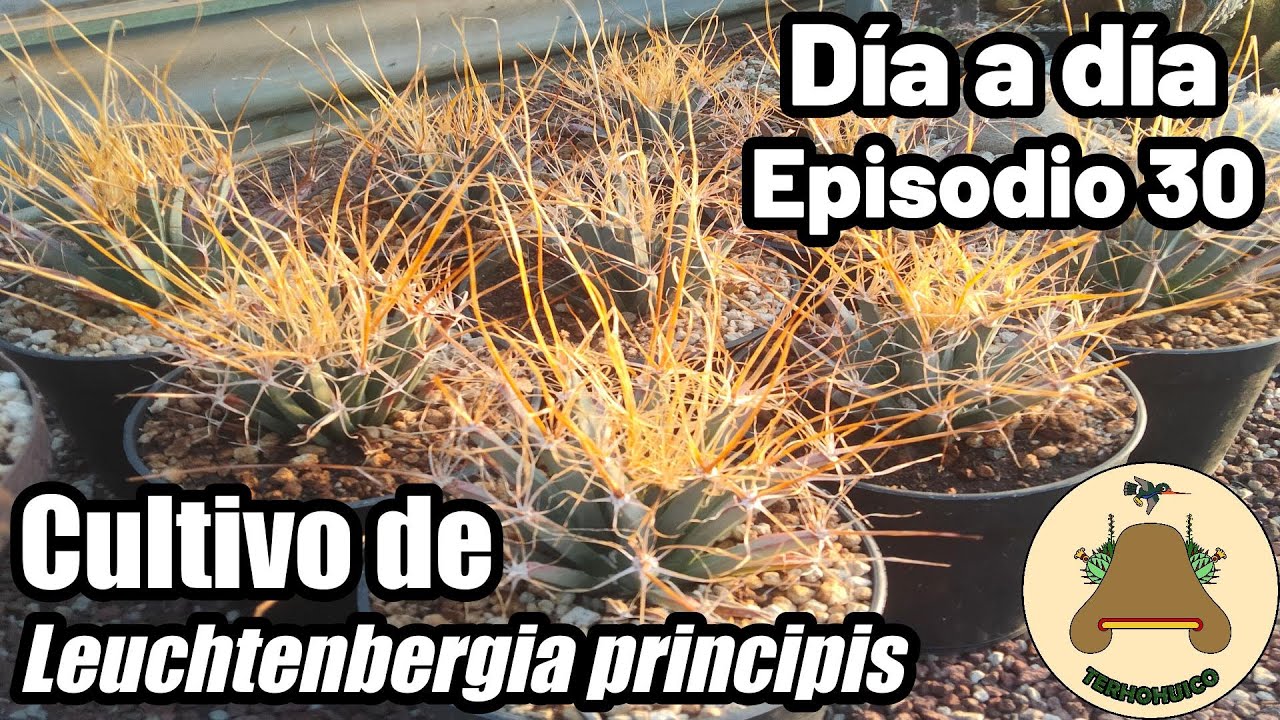 Cultivando Leuchtenbergia principis. Día a día en un vivero de suculentas. Episodio 30.