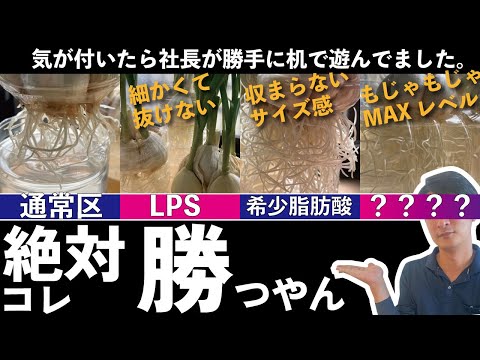 希少脂肪酸×LPS資材 気相と液相だけで今度は比較しました ...