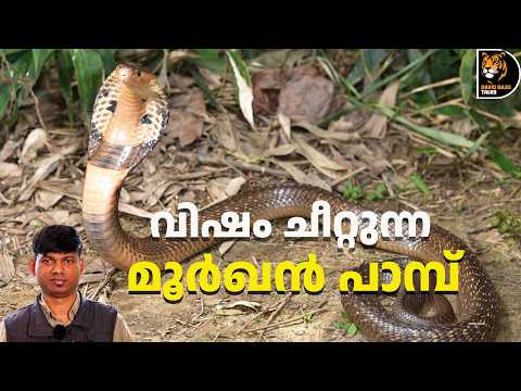 ഇന്ത്യയിലെ നാലിനം മൂർഖൻ പാമ്പുകൾ! Cobras of India ; #cobra #snake #davidrajutalks