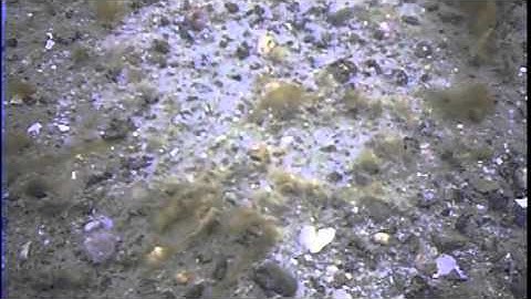 Zephyr Education Underwater Videos - Norcross Wildlife Foundation