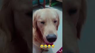 motivation #short# golden retriever
