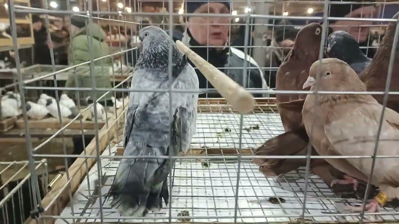 13.12.25. СБОРНАЯ ЯРМАРКА ГОЛУБЕЙ. БРОННИЦЫ. ч. 1