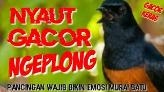 Pancingan Murai Watu Gacor Ngeplong Bikin Emosi Murai Yg Dengar Sontak Langsung Nyaut Gacor
