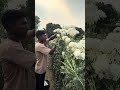 White flowers picking