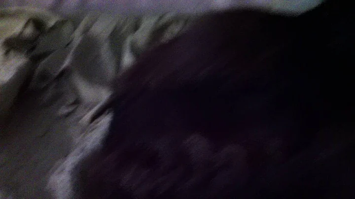 The. Cat