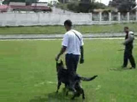 Caio work dogs - Demon van het groot wezenland IPOII - PROTEÇÃO schutzhund commands