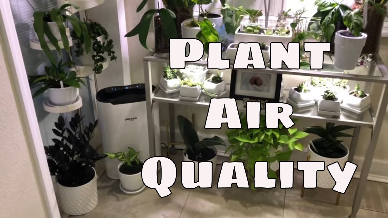 Plant Humidity Levels, Air Quality and the Okaysou Airmax8L Air Purifier from Amazon Plant Care