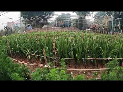 Video: Acitandera (hoa Lay ơn Thơm)