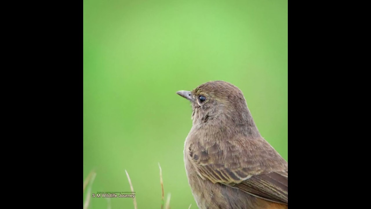 Pied Bushchat female.