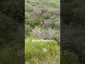 Quad rider runs himself over! #fail #quad