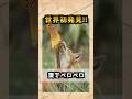 世界初発見!花の蜜をペロペロする肉食獣!エチオピアンオオカミ