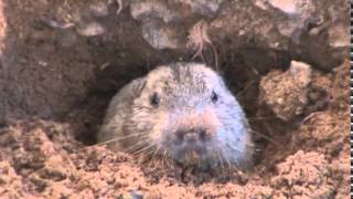 Our resident Gopher digging a hole