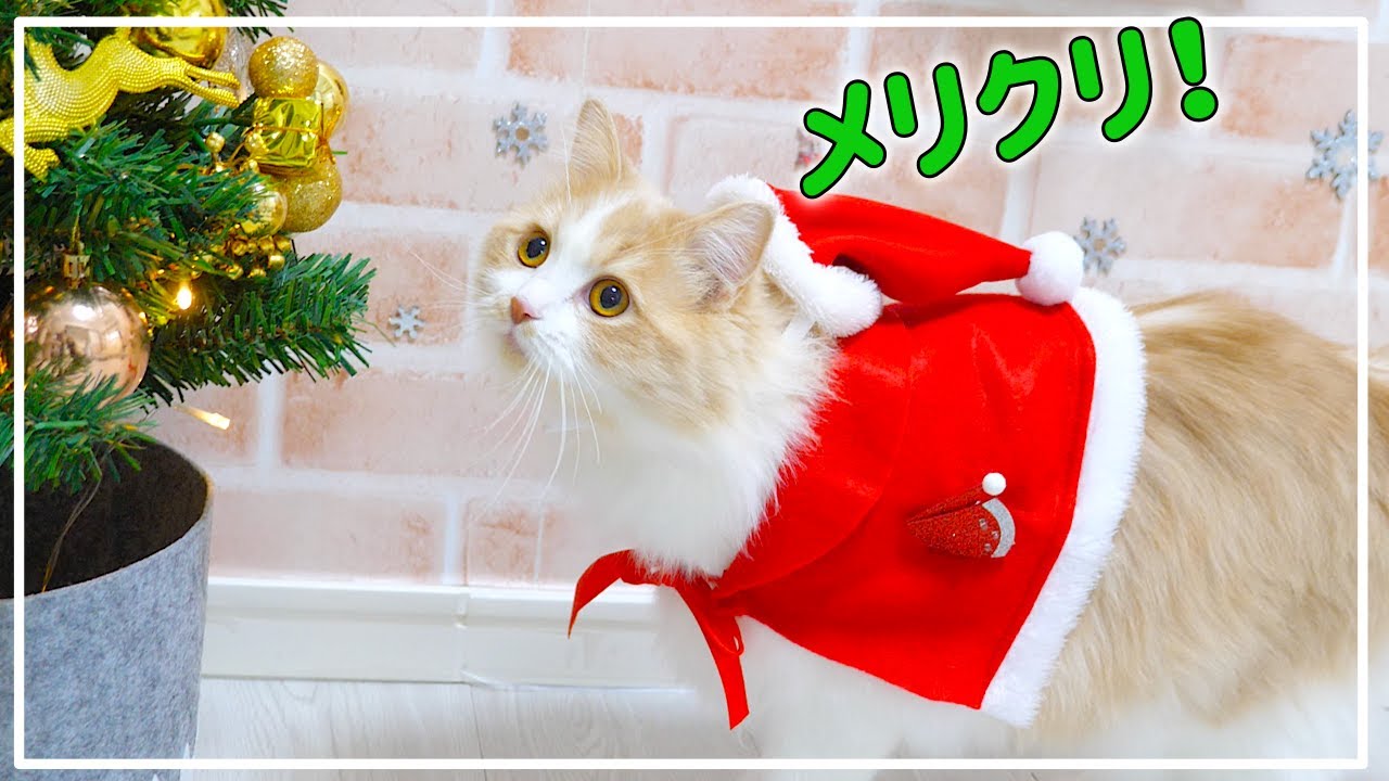 初めてクリスマスプレゼントをもらった猫の反応がこちら Youtube