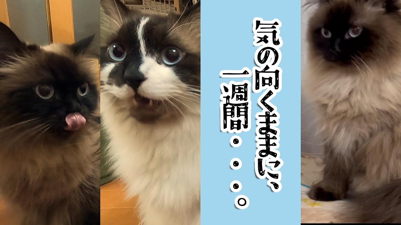 気の向くままに、一週間・・・。　#グリンとグランの陽だまり日記　#猫
