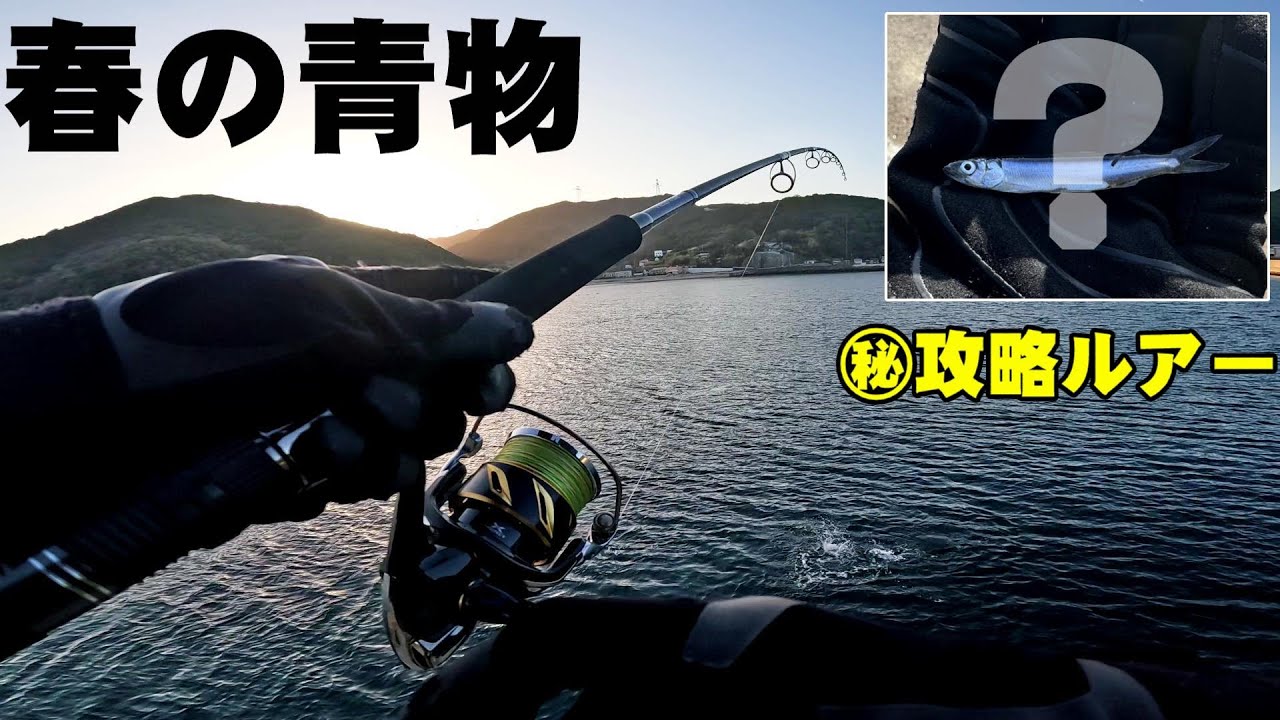 Kansai Fishing] Spring Bluefish Shore Jigging! What lures are best