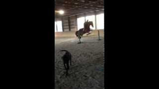 jumping 2'9-3ft bareback
