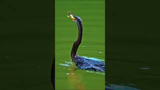 Chim cổ rắn bắt cá trong mặt hồ yên tĩnh