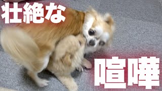 初めてケージの外で子犬と先住犬を対面させたら壮絶だった