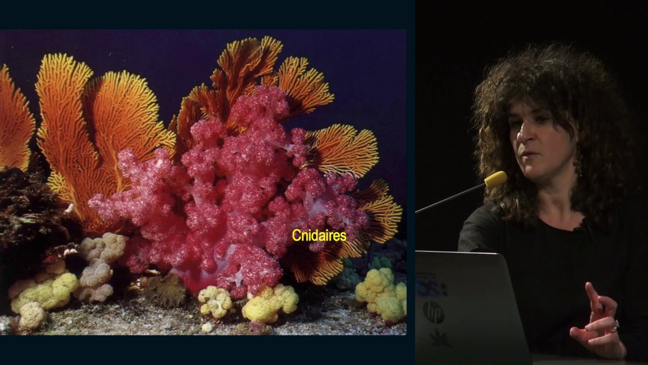 Les algues, sources de molécules santé ?