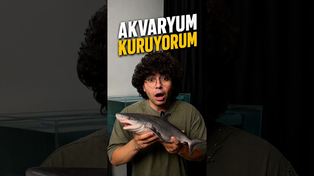 Köpek Balığı Akvaryumu Kuruyorum 🤩