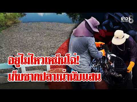 Pathum Thani stench unbearable! Authorities rush to collect hundreds of thousands of rotting fish...