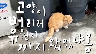 너구리꼬리 고양이를 구조하지 못하는 이유 by 뽀글씨 10,046 views 3 months ago 6 minutes, 10 seconds